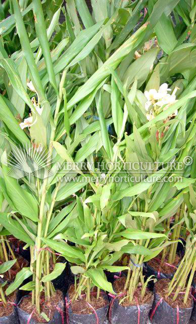 Hedychium coronarium